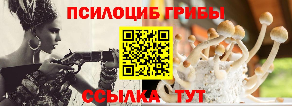 Галлюциногенные грибы Psilocybe Южноуральск